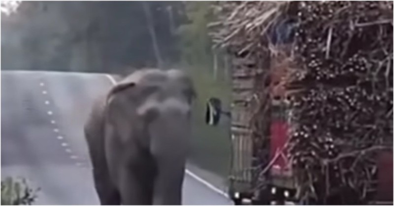 Create meme: elephant , elephant in the truck, elephants in india