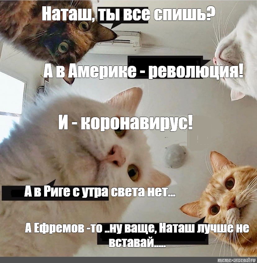 Фото с котами и наташей