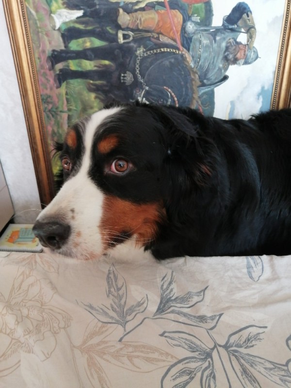 Create meme: dog breed Bernese mountain dog, bernese mountain dog, The Great Bernese Mountain Dog