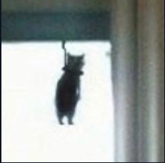 Create meme: kitty hanged meme, cat hanged meme, cat