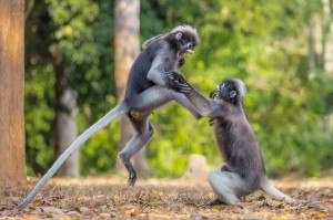 Create meme: monkey fight, cat, funny animals