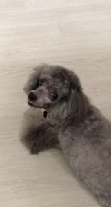 Create meme: poodle