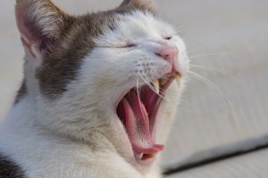 Создать мем: кот кривляется, зубы кошки, котик с открытым ртом