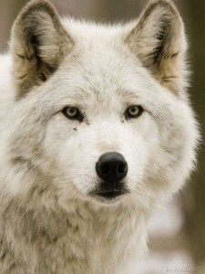 Create meme: the face of the wolf Wallpaper, wolf look, wolf face white wolf