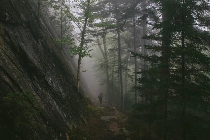 Create meme: Dreamcore forest, Dense forests Nature Reserve Moldova, fog in the forest