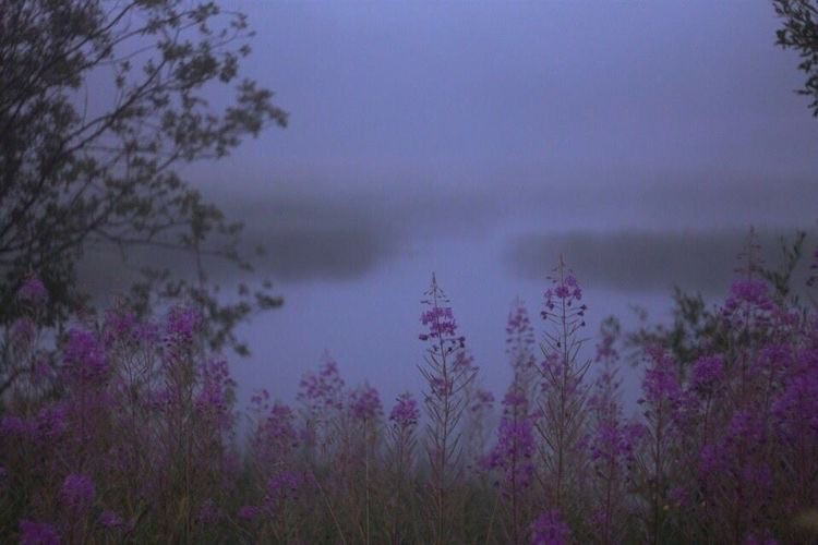 Create meme: willowherb Ivan tea, Ivan chai field, fireweed