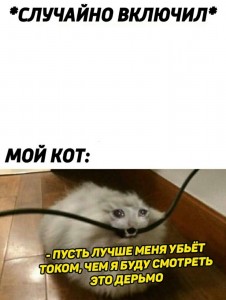 Создать мем: настя кот, кошка