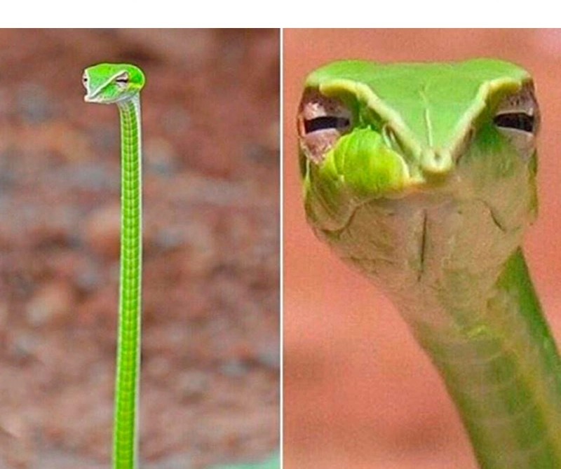 Create meme: The whip-like snake, The snake meme, the snake is a long - winged pletevidka