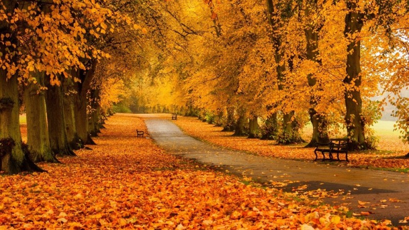 Create meme: autumn , autumn park, autumn is beautiful