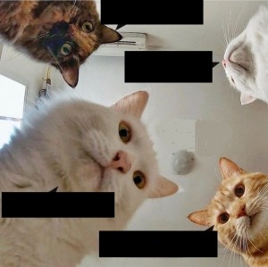 Create meme: cat, cat meme, seals