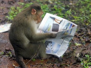Create meme: meme monkey, monkey, monkey is reading
