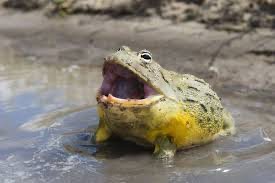 Create meme: the bull frog, African bull frog, toad 