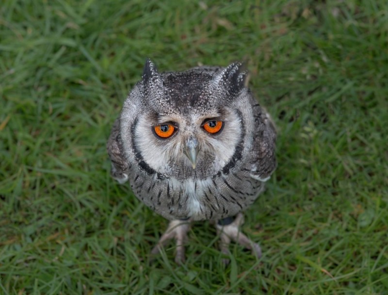 Create meme: owl white-faced scoop, The owl is a flathead, sad owl