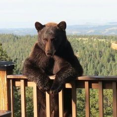 Create meme: grizzly bear , Bear association, bear bear