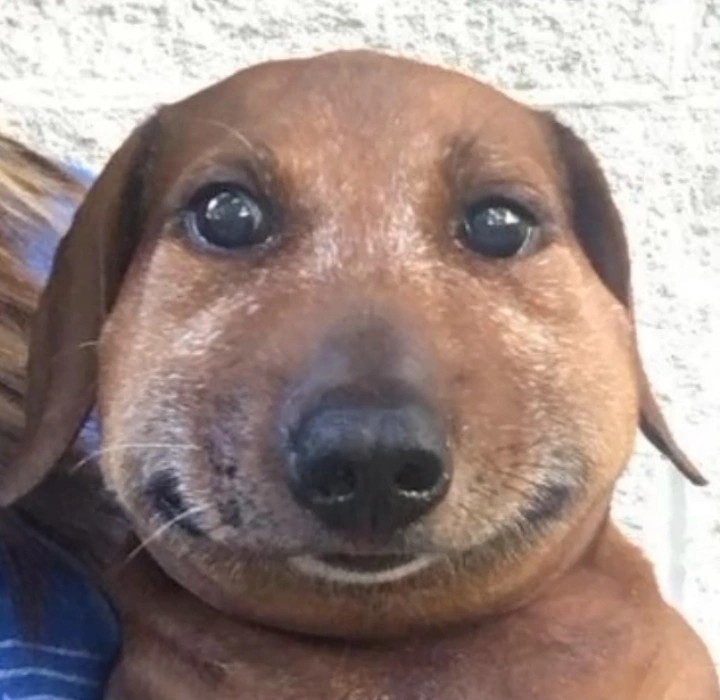 Create meme: smiling dog, dog Dachshund, Dachshund meme
