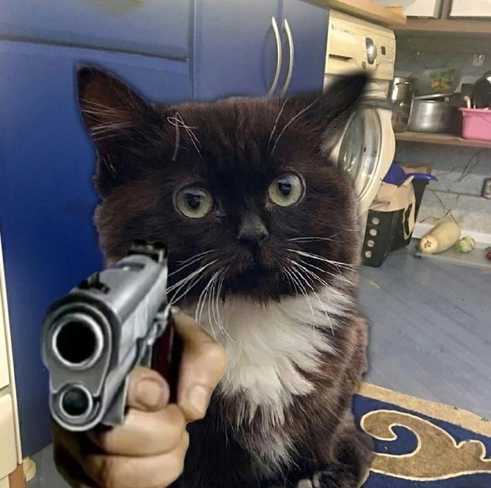 Create meme: cat , cat , The mafia schmuck