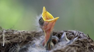 Create meme: nestling thrush, the Chicks in the nest, chick