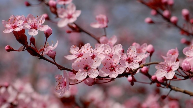 Create meme: cherry blossoms , Sakura , sakura branch