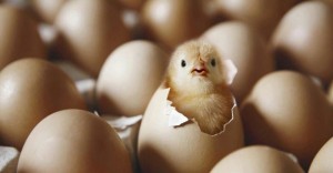 Создать мем: яйцо цыпленок, цыпленок вылупляется из яйца, вылупившийся цыпленок