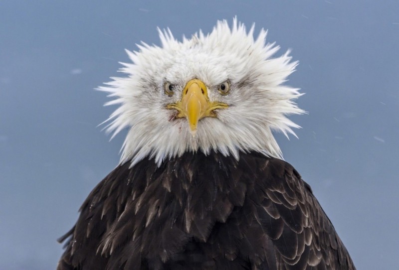 Create meme: eagle , eagle bird, bald eagle 