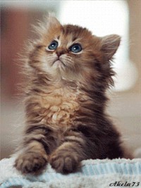 Create meme: GIF animals kittens, pleading kitten photos, pictures of kittens animation