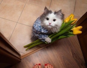 Create meme: Cat with flowers for March 8