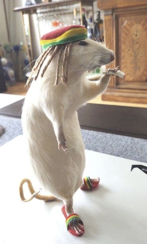 Create meme: funny animals, the rat is funny, animals funny