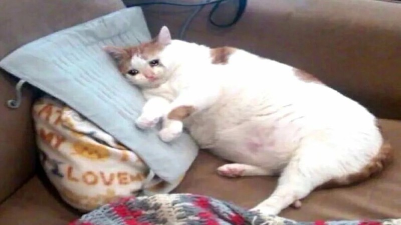 Create meme: fat cat , the fat cat meme, fat crying cat