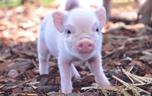Create meme: mini pig, little piggy, piglets mini piggies