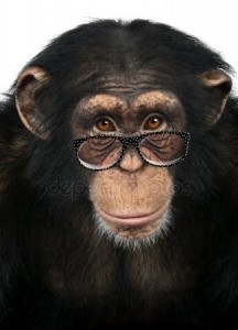 Create meme: chimpanzee photo on cameo, chimp face, chimp