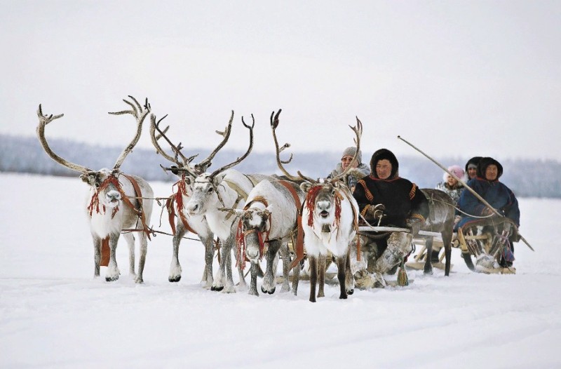 Create meme: reindeer in harness, indigenous peoples of the north, reindeer in harness