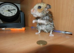 Create meme: hamster, the Syrian hamster