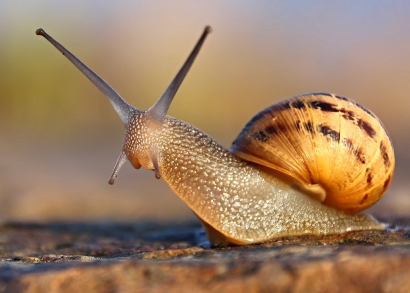 Create meme: snail , snail background, the awakened snail