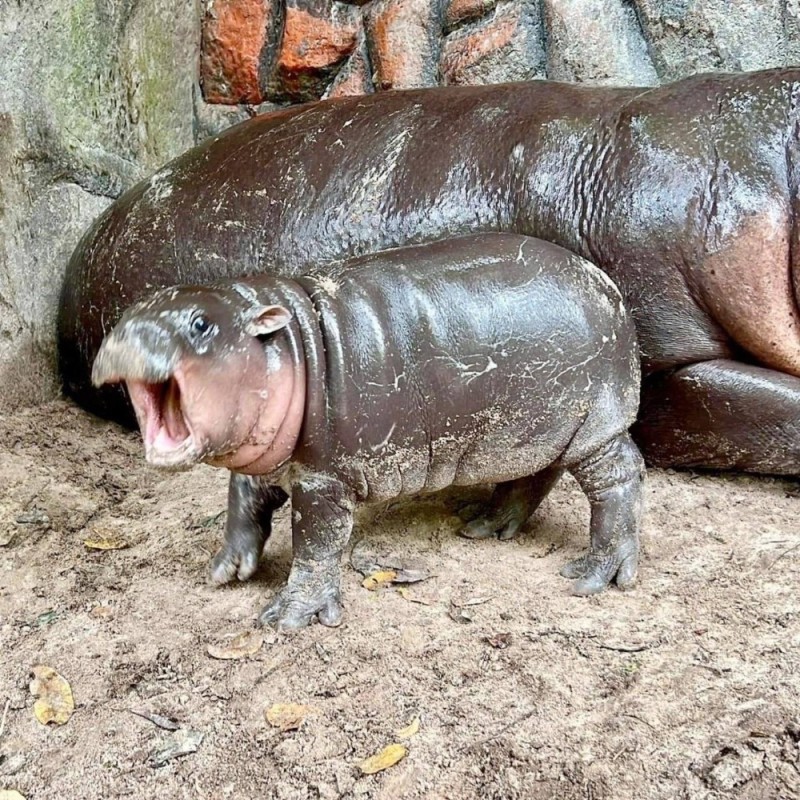 Create meme: madagascar pygmy hippopotamus, common Hippo, dwarf hippopotamus