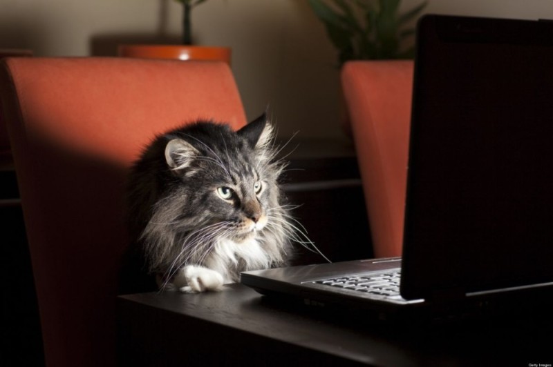 Create meme: The cat on the laptop, the cat at the computer, the cat at the computer