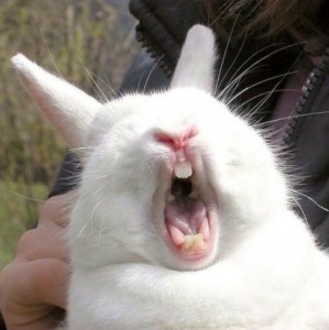 Create meme: evil rabbit, screaming hare, screaming rabbit