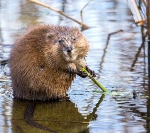 Create meme: muskrat , muskrat, muskrat river