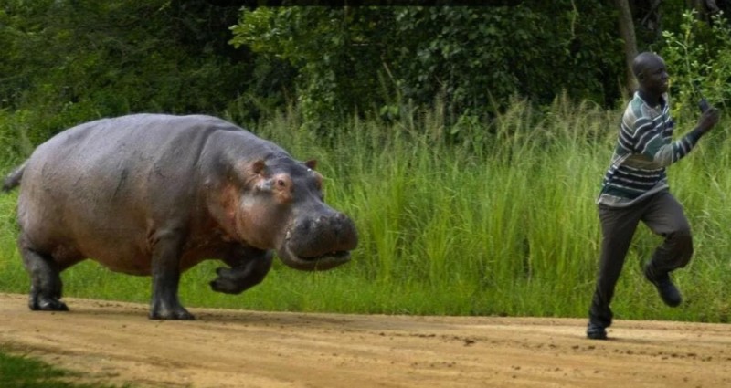 Create meme: The hippopotamus man, running behemoth, common Hippo