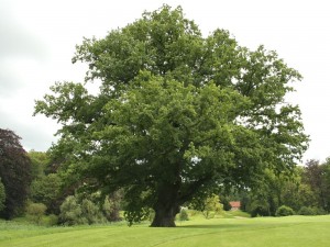 Создать мем: дуб черешчатый (калининградская область), дуб, дуб обыкновенный