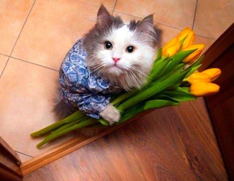 Создать мем: кот с букетом цветов, кот с букетом, кот с цветами мем