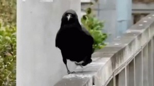 Create meme: crow
