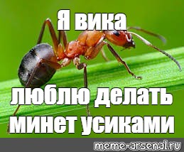 Мем с муравьем. Муравей Мем. Мемы с муравьями. Мемы про муравьев. Муравей на муравье Мем.