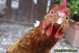 Create meme: chicken