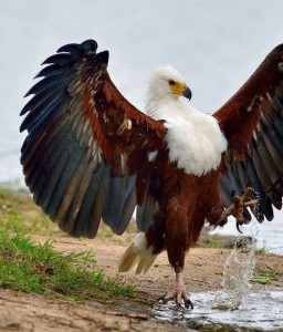 Создать мем: bald eagle, орел крикун фото, фотографии орла птицы