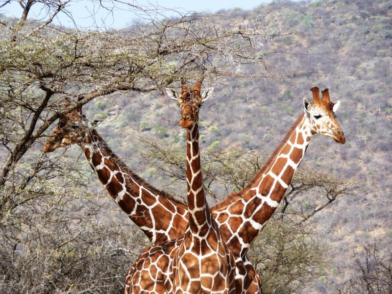 Create meme: giraffe , animal giraffe, giraffe Jose