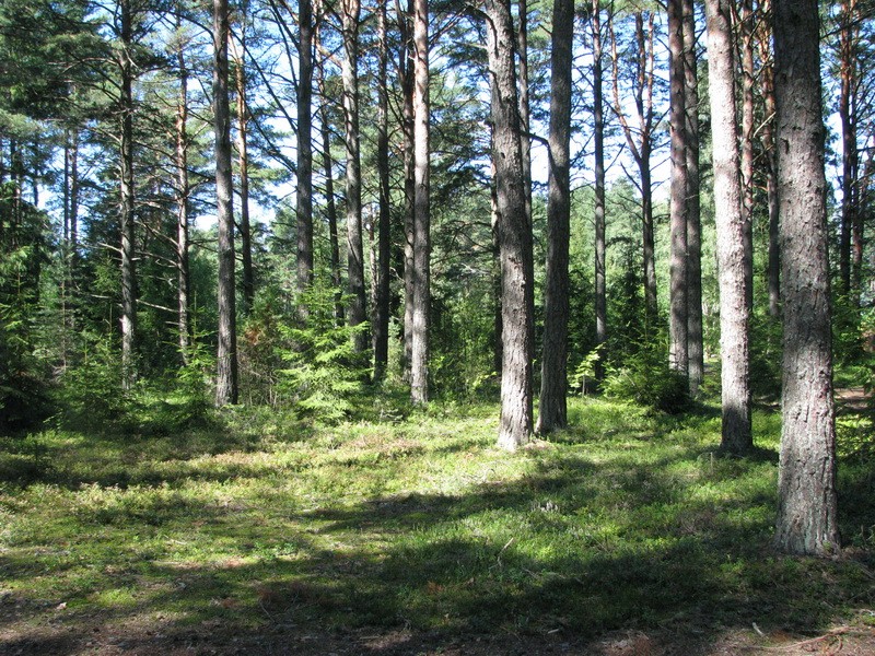 Create meme: in the pine forest, podosinki forest, pine forest