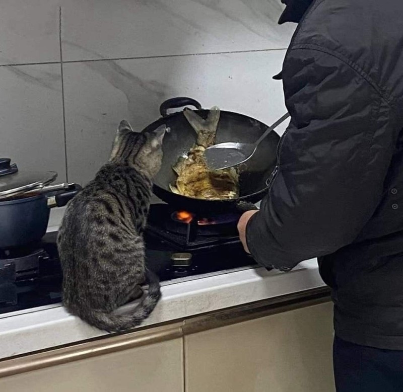 Create meme: the cat in the pan, The cat is cooking, cat 