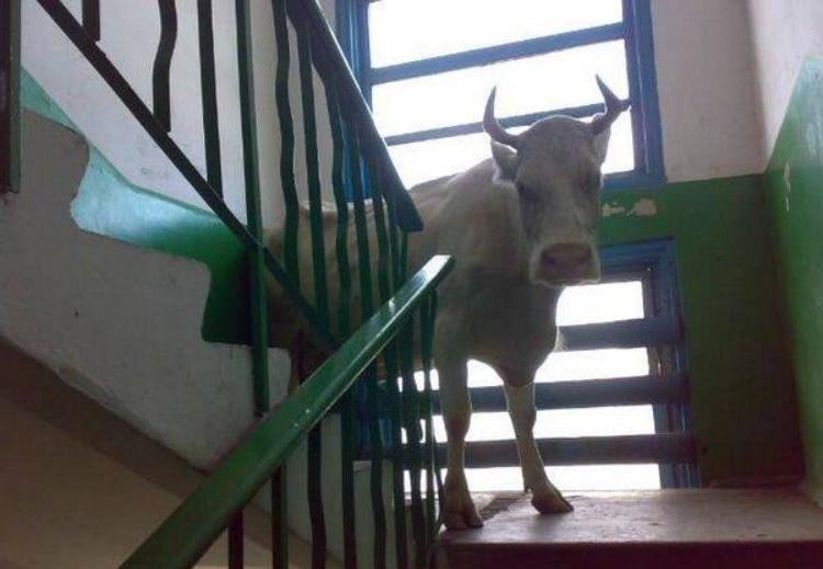 Создать мем: корова на лестнице, мем корова, конь в подъезде