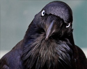 Create meme: Raven, jackdaw, corvus corax