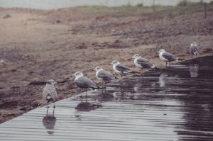 Create meme: birds of Russia, nature, Seagull